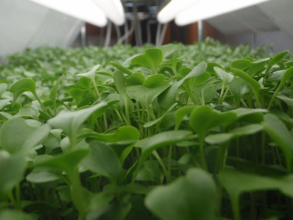 WORKSHOP: Grow Your Own Microgreens