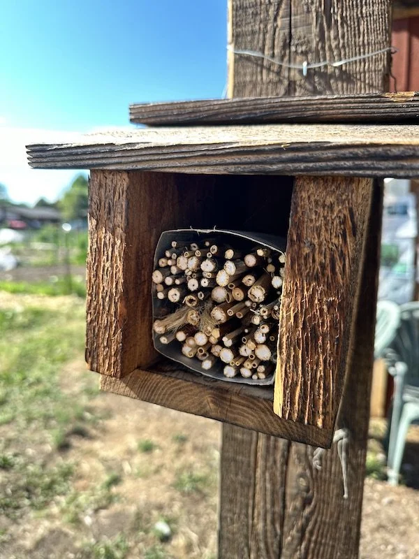 Workshop: Build a Native Bee House