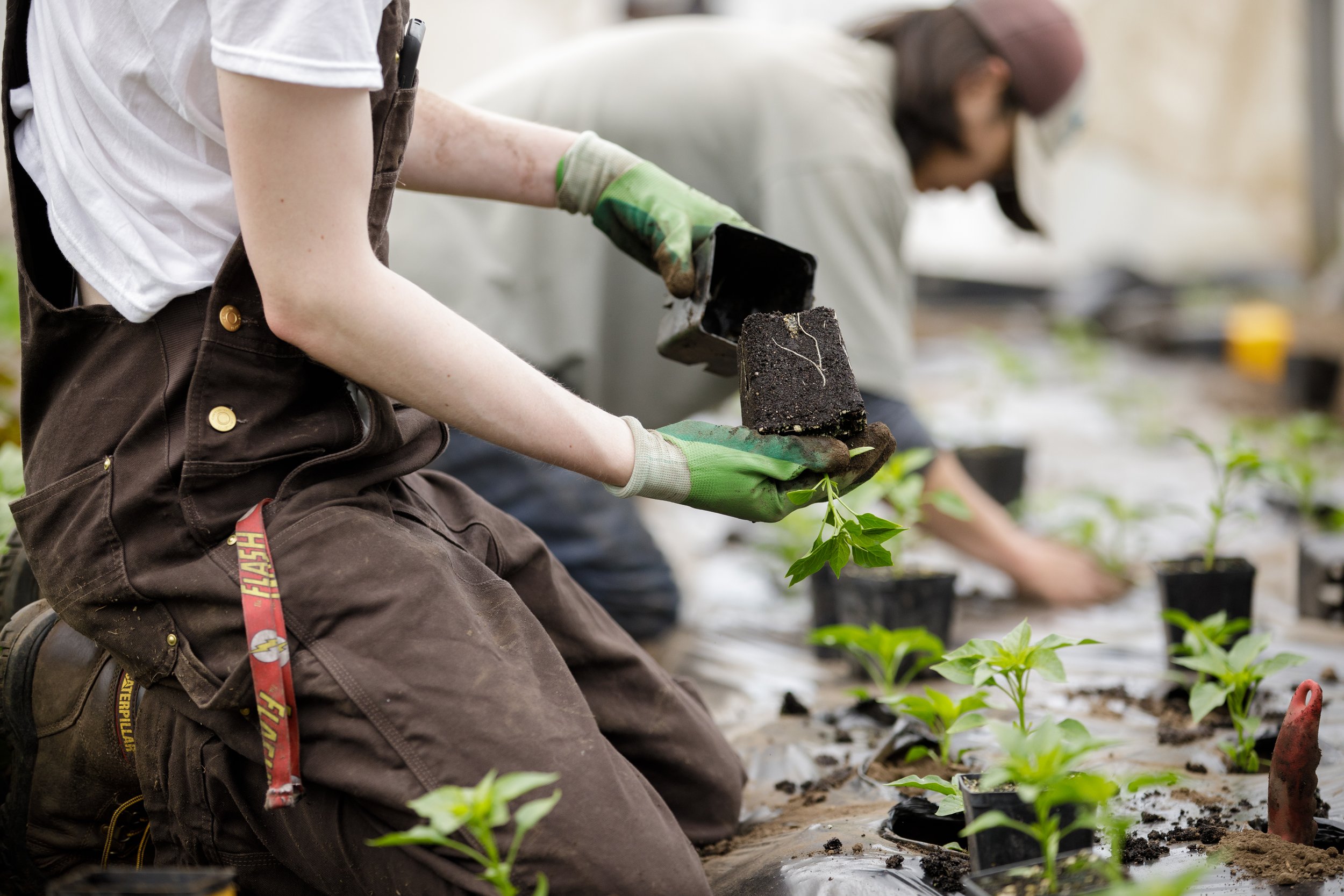 When to Plant Guide