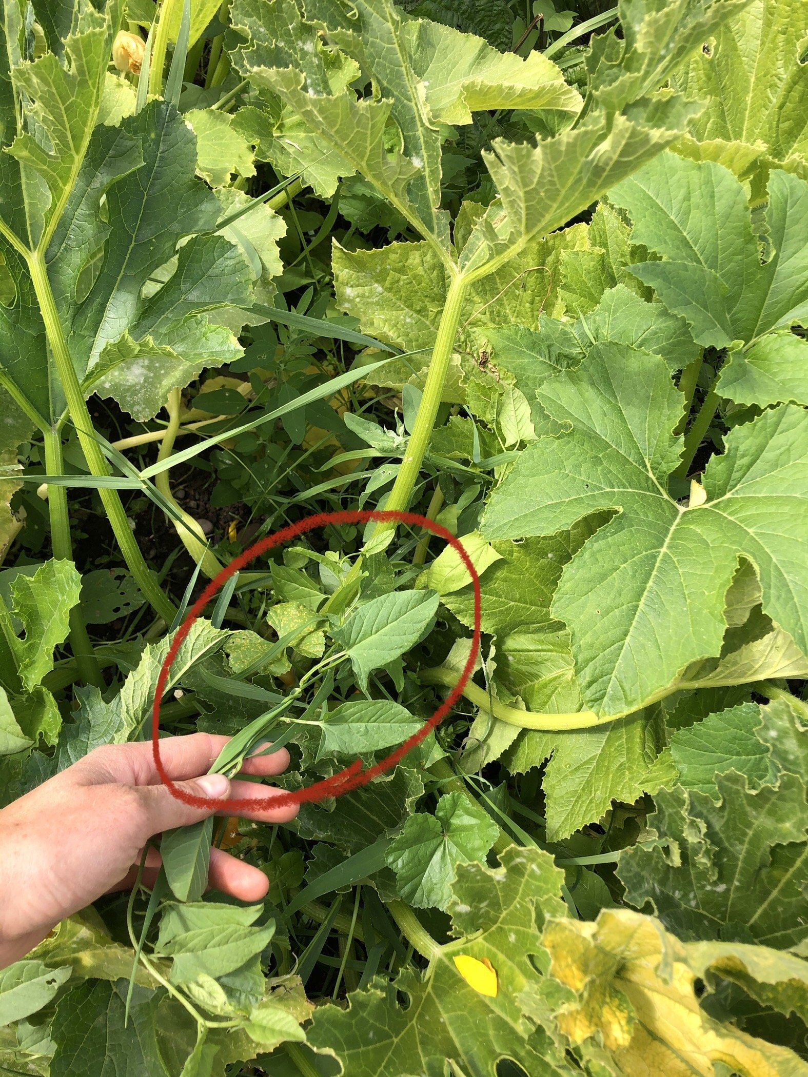 Bindweed in squash.jpg