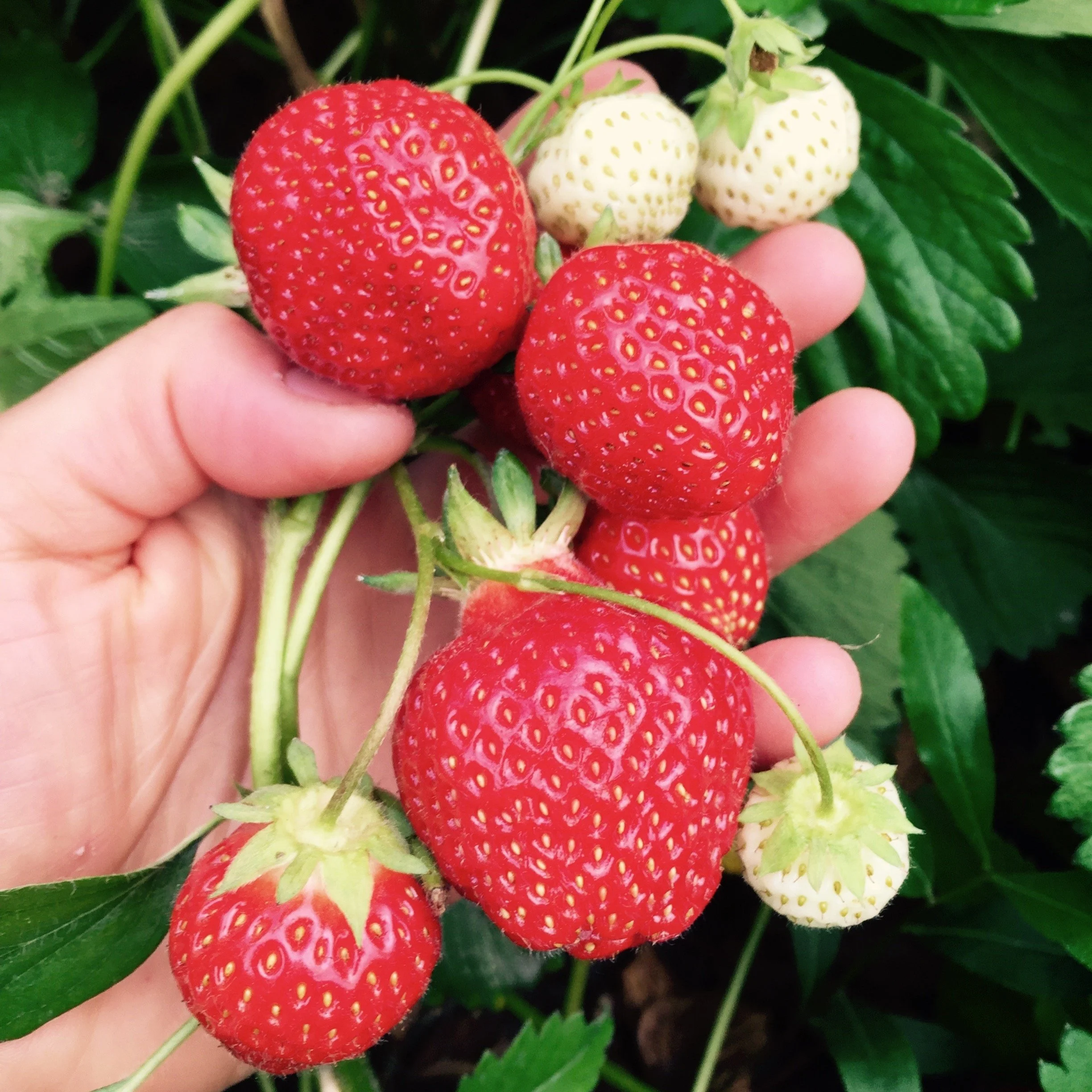 Growing Strawberries
