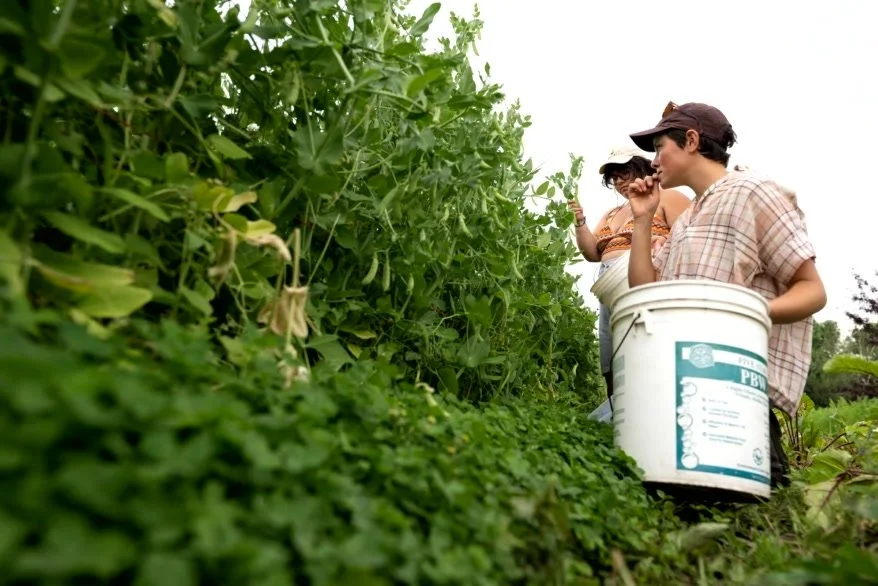 Volunteer Poem: Weeding in Summer Heat