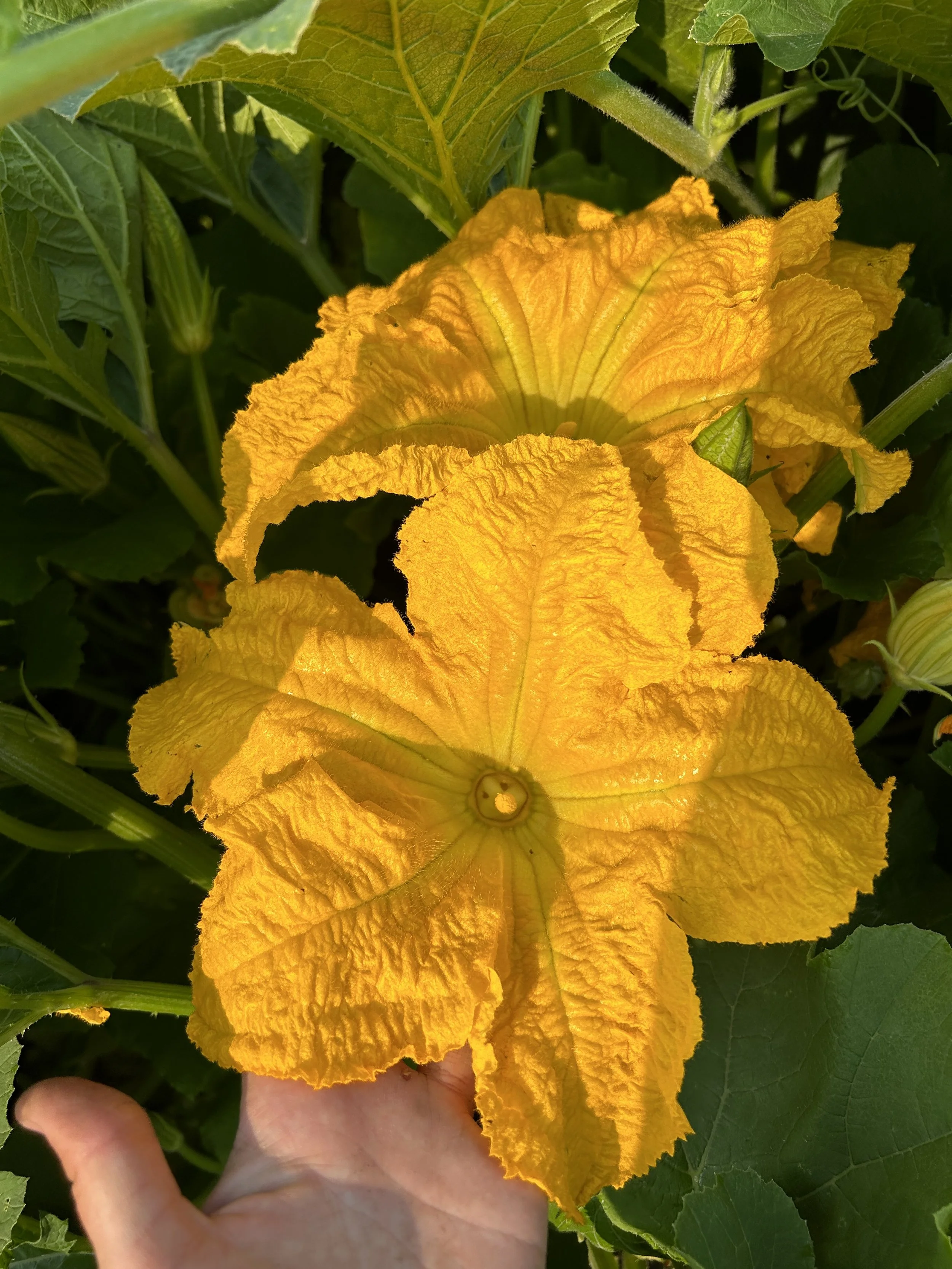 Conversation with a Youth Farmer