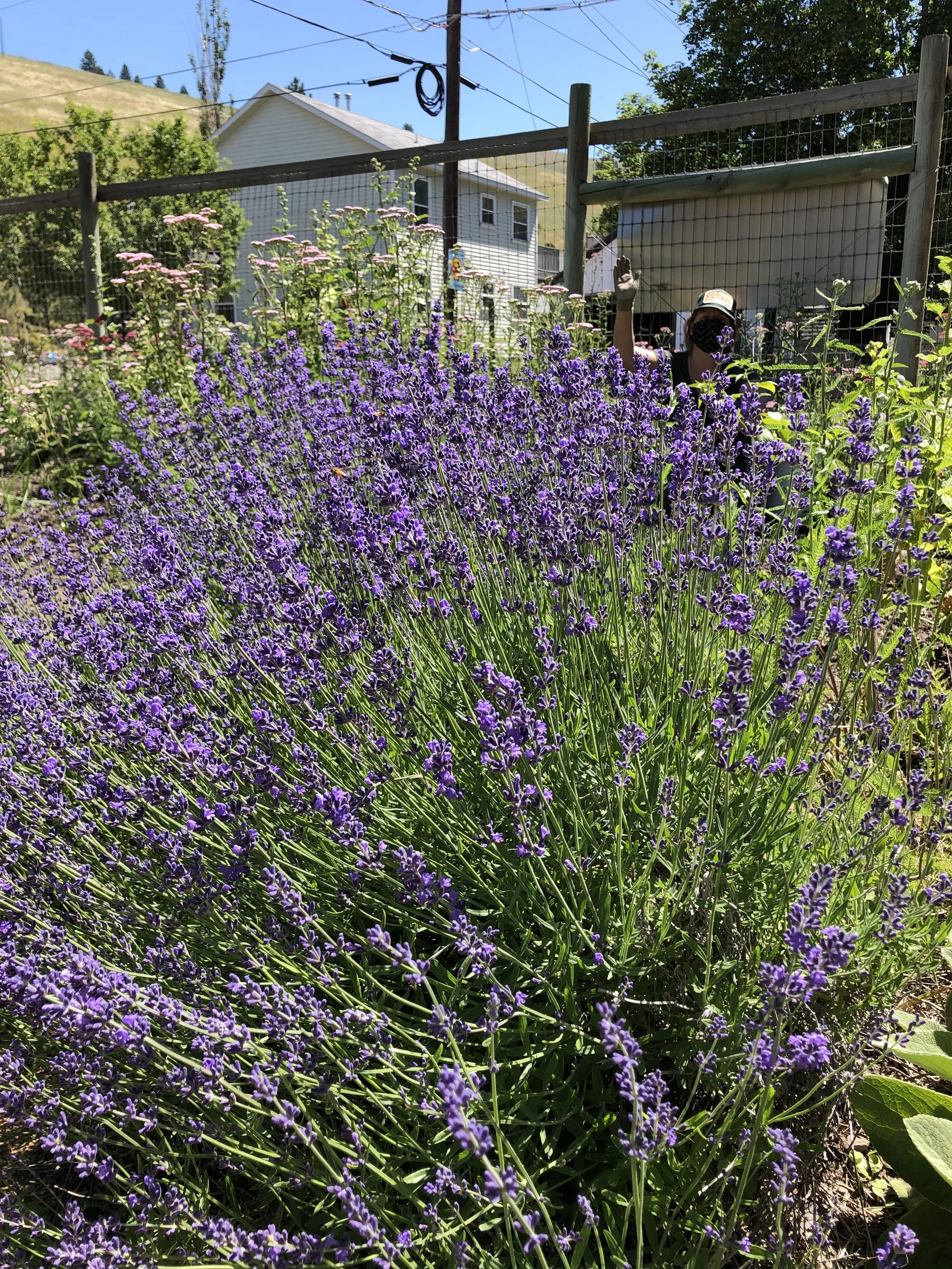 p-emily kernswaffar-s-lavender-2020.jpg
