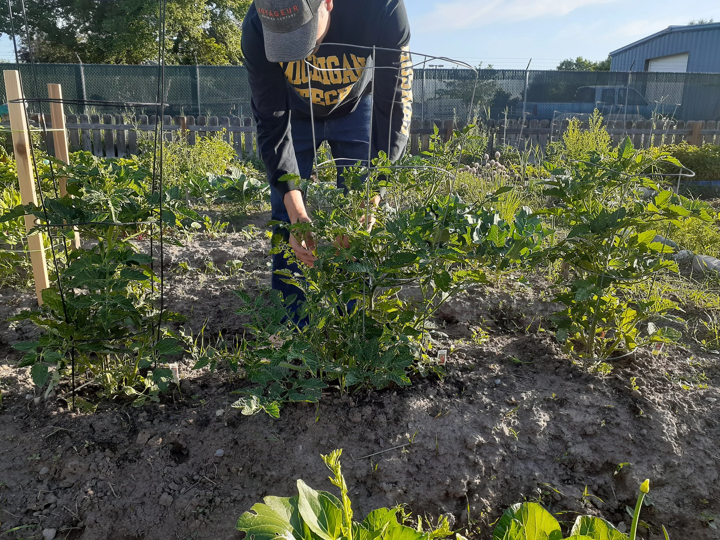 casey fitchett milky trail cg 2024 jacob checking tomatoes.jpg