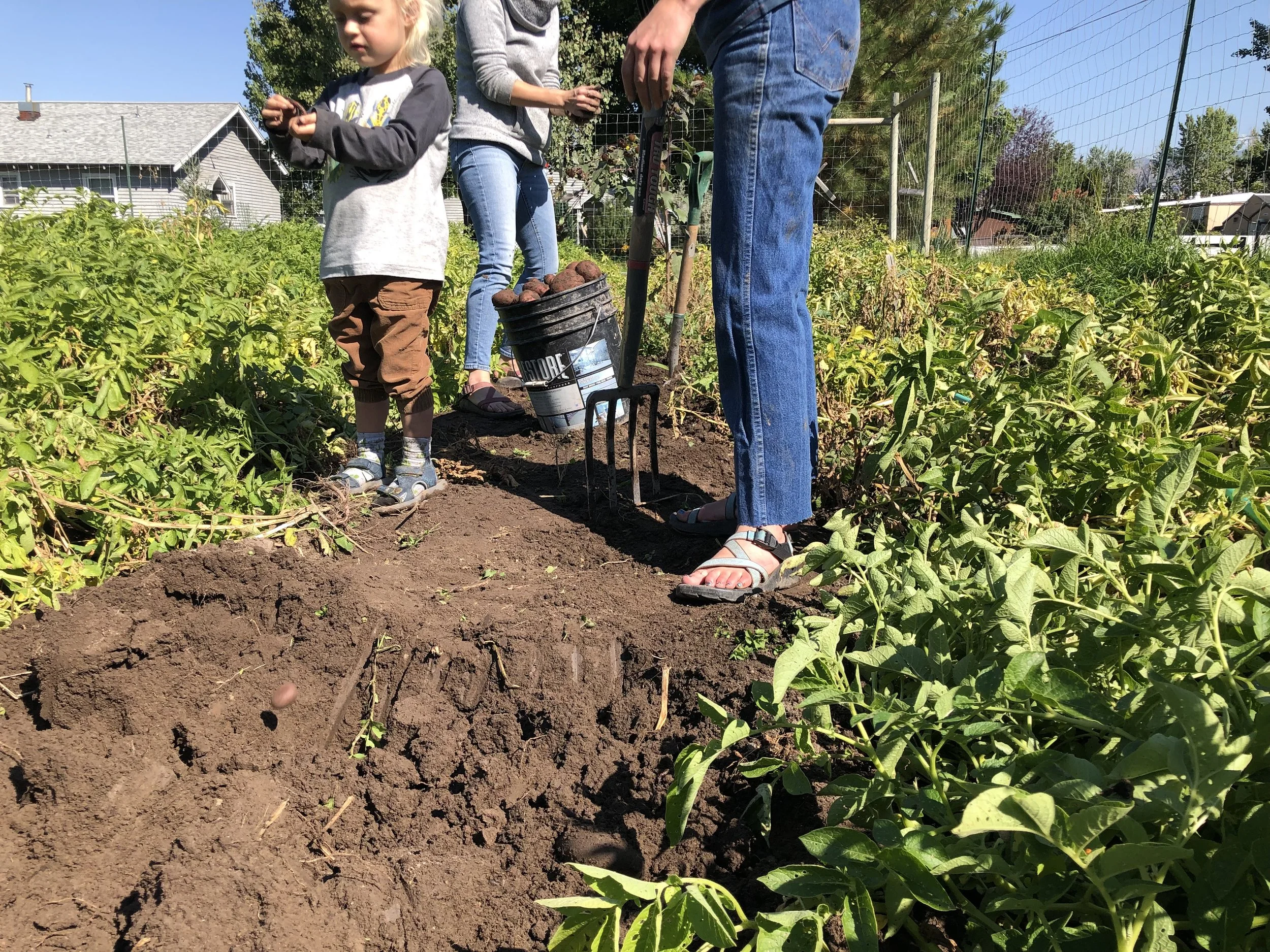 No-till, what the kale?