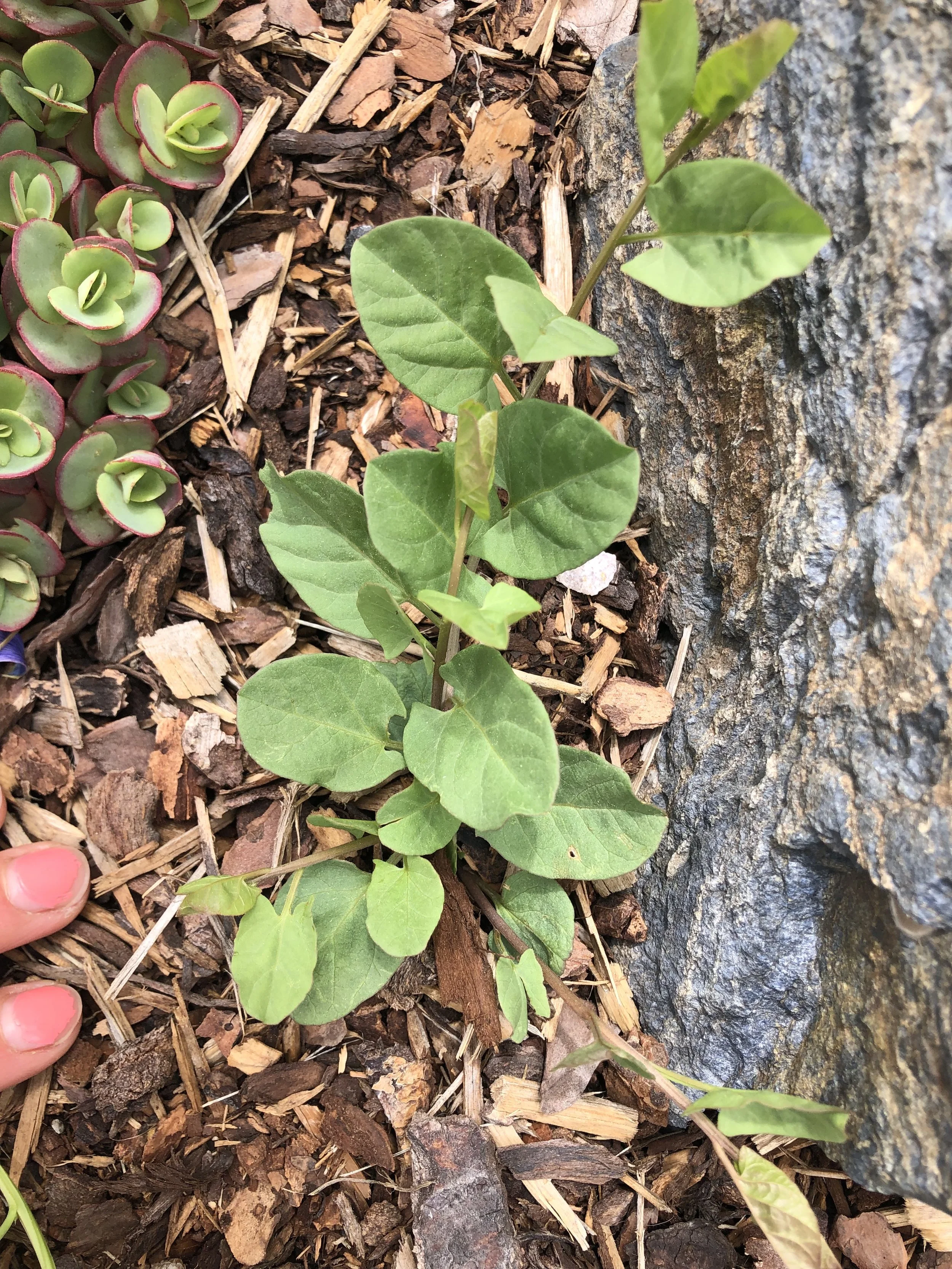 bindweed7.JPG
