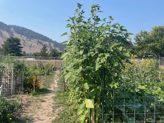 IMG_0379.jpg