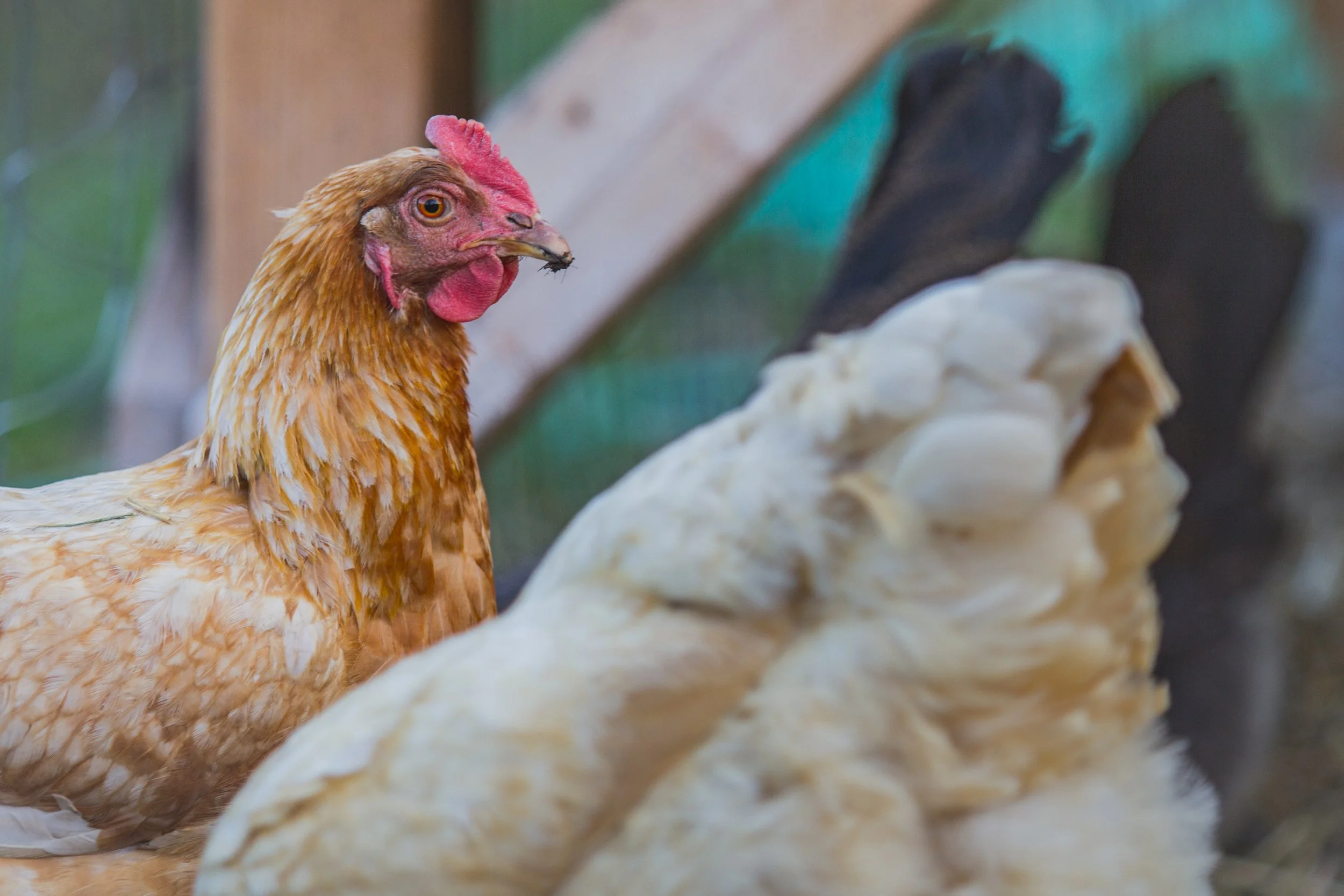 Erika Peterman - chickens.jpg