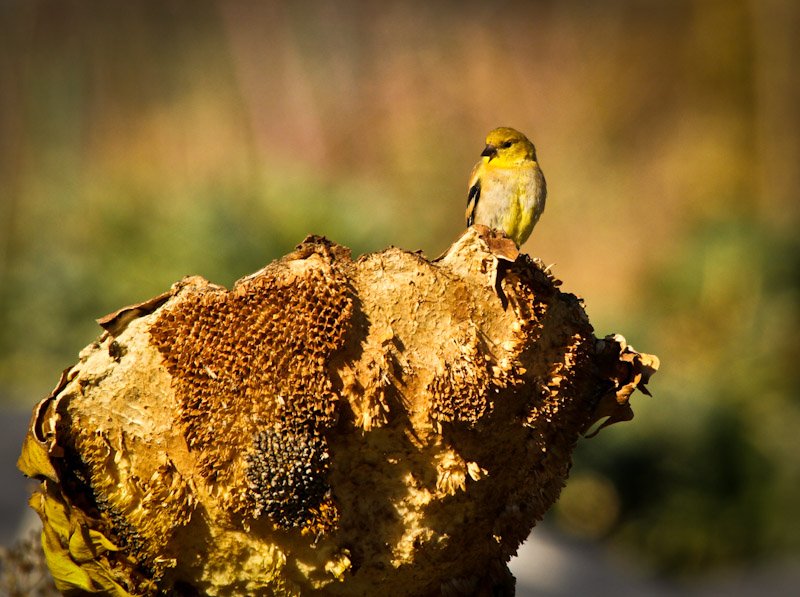 asum-s-sunflower-bird-2019.jpg