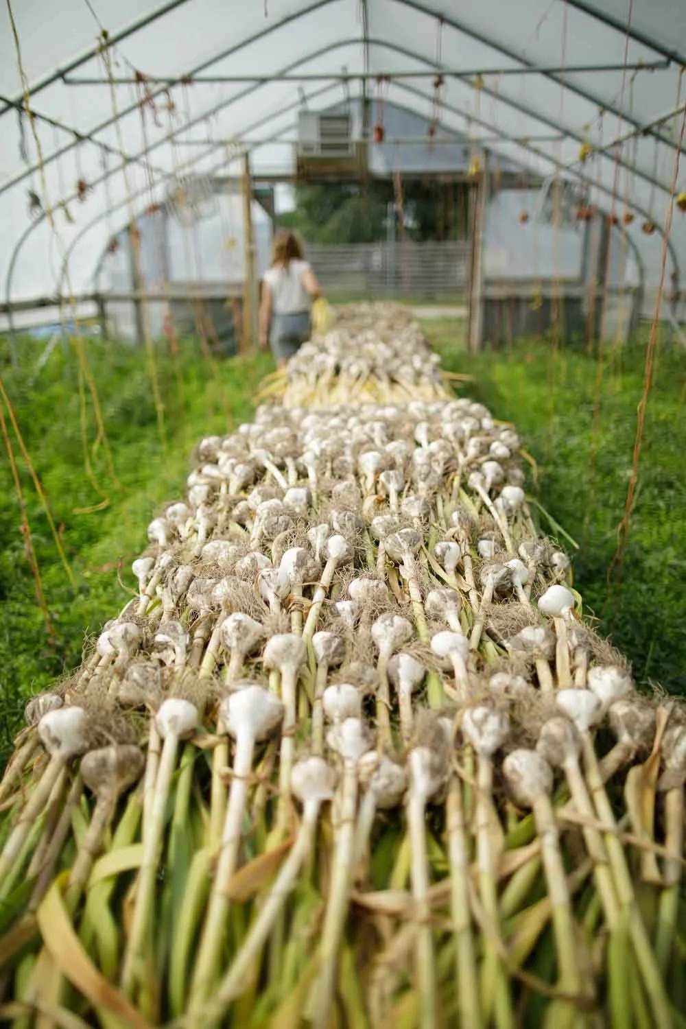 Workshop: Growing Great Garlic