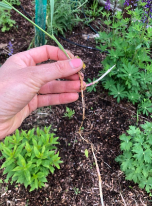 An image of a hand holing a blade of quackgrass with its runner roots attached.