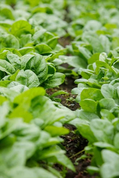 Salad Mix All Summer Long