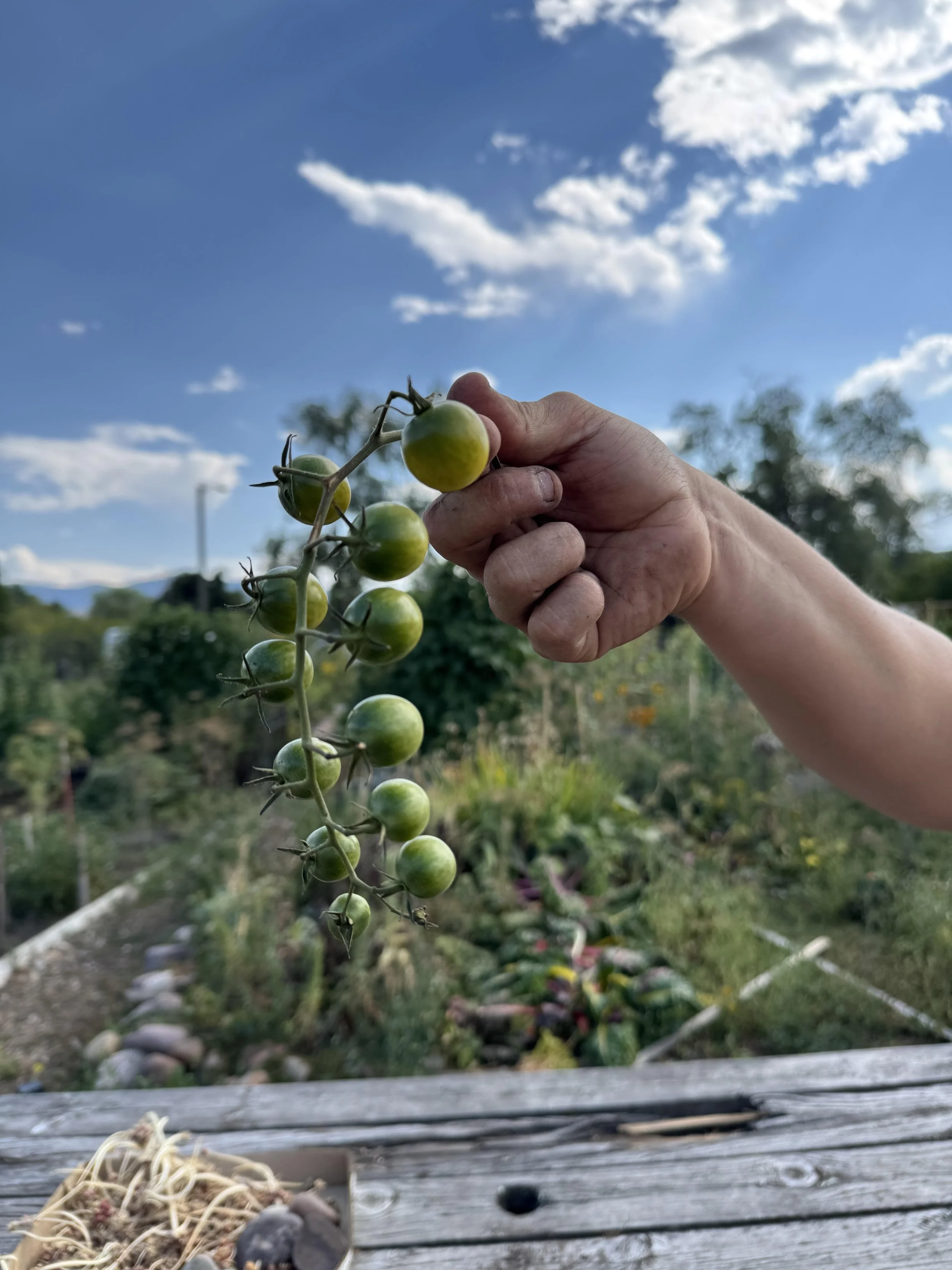 A vine of semi-ripe tomatoes that can be brought inside to counter-ripen