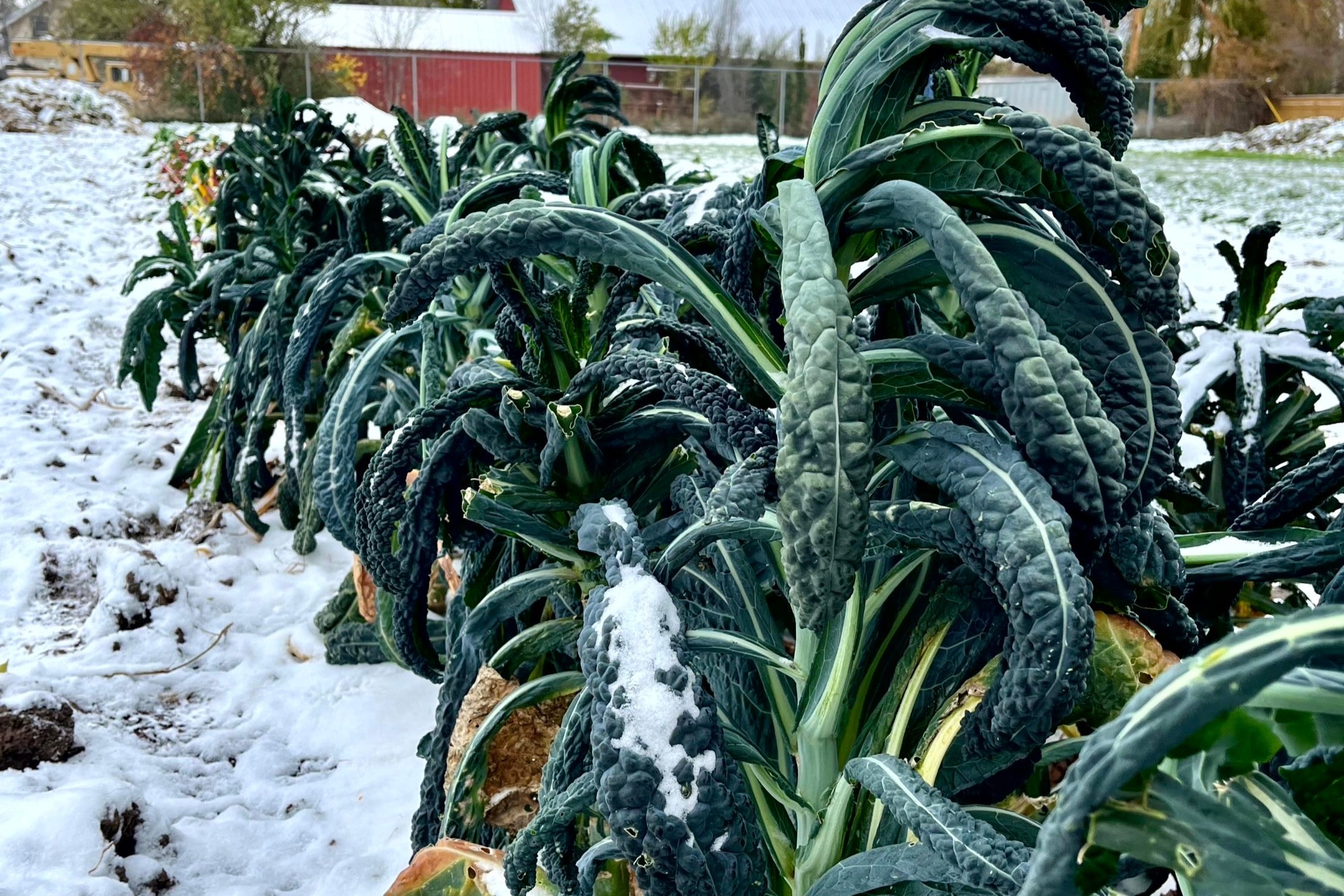 What's the Difference Between a Frost and a Freeze? — Garden City Harvest
