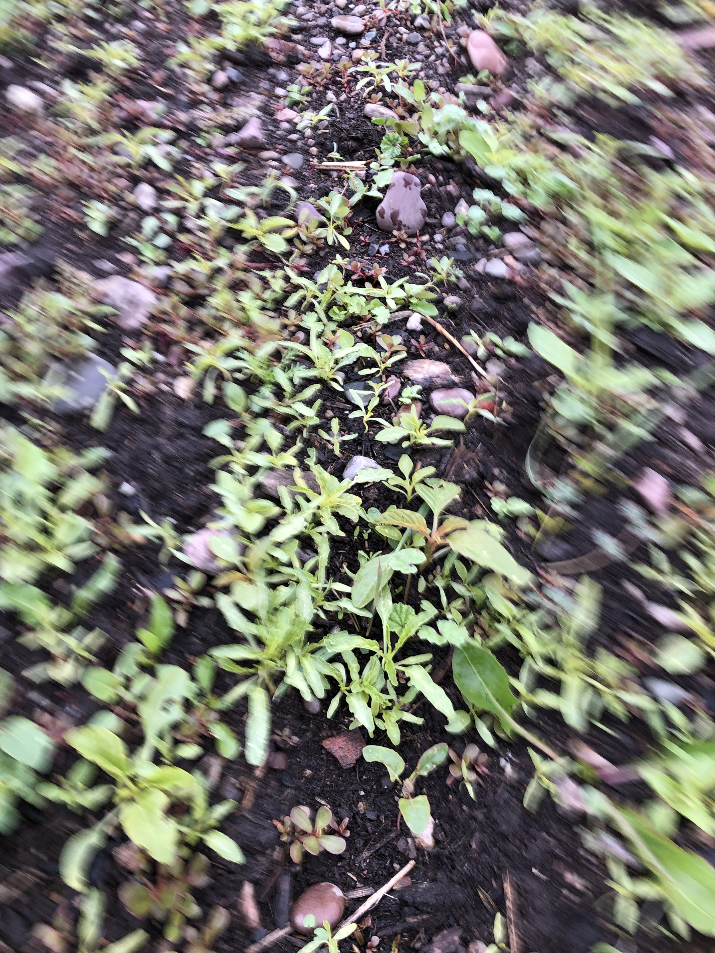 A photo of lenga lenga in a community garden plot with a blurry frame.