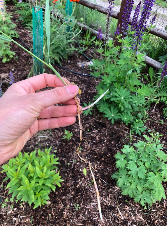 Ivy Street Community Garden Orientation — Garden City Harvest