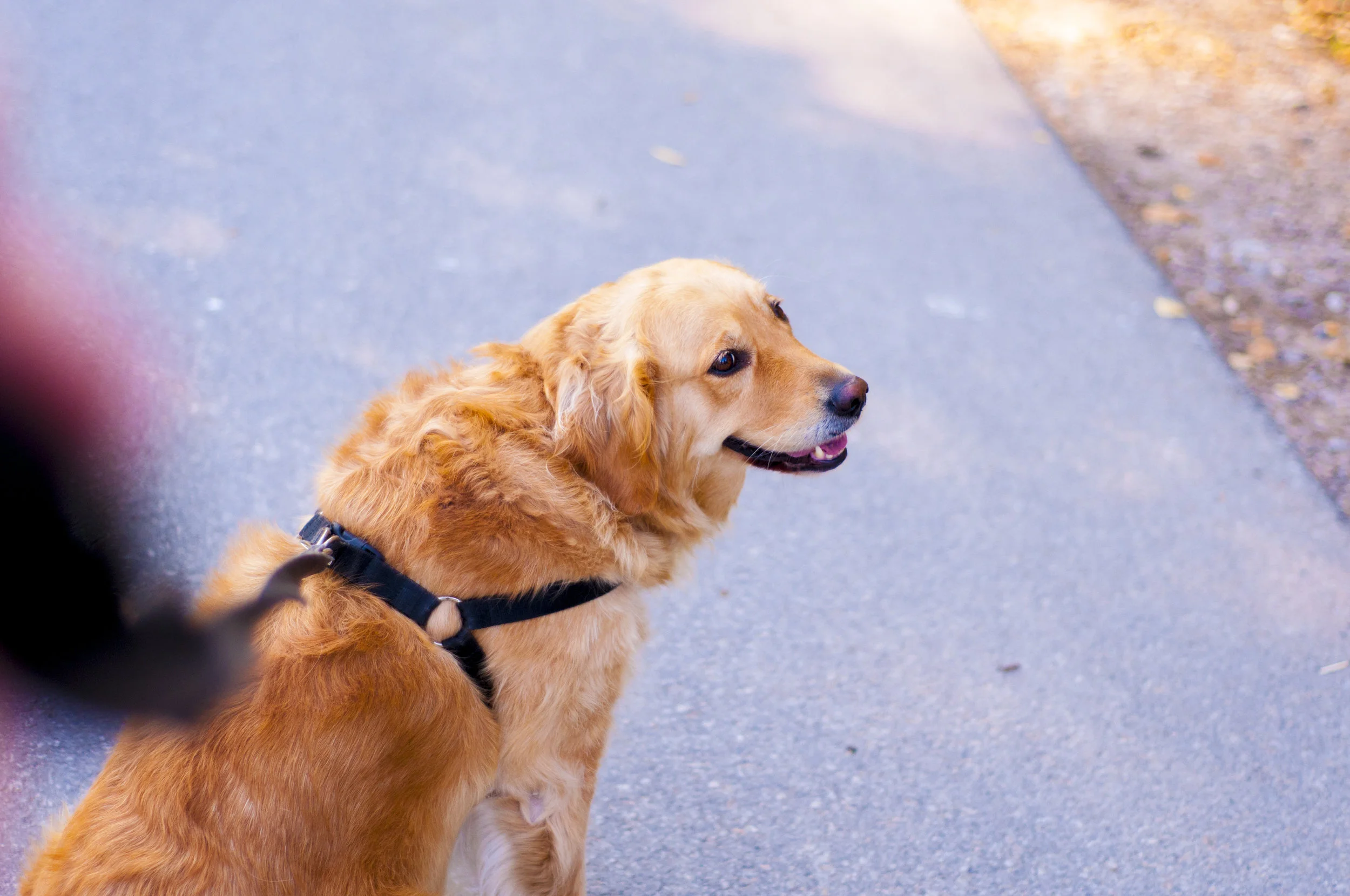 yoko-dog-golden-retriver-74083.jpg