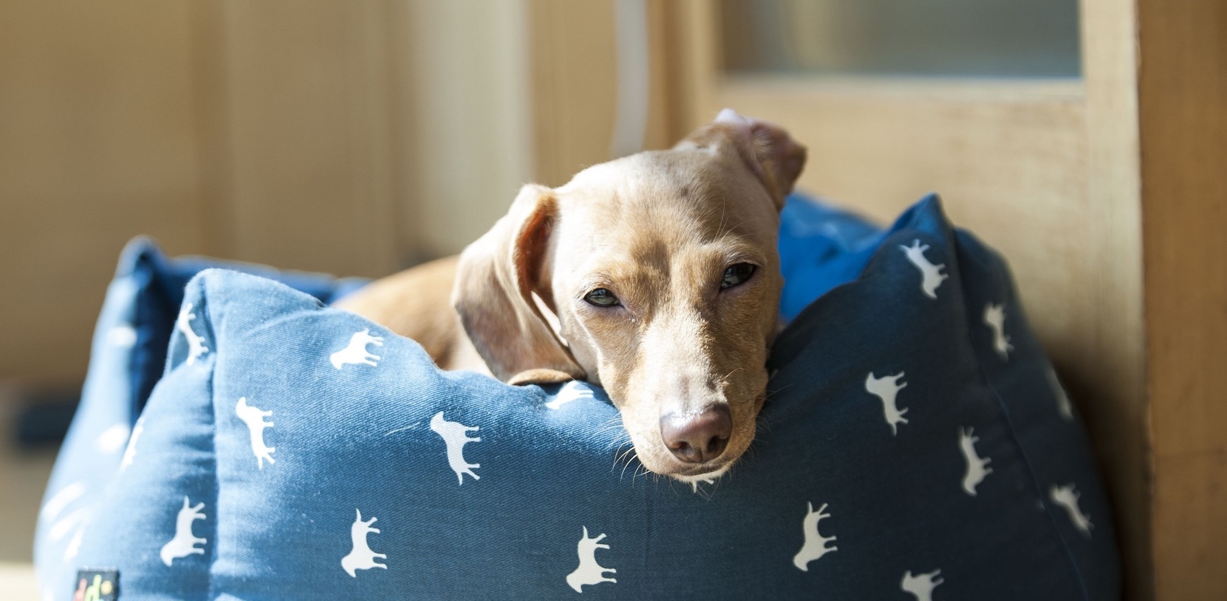 dog-1429261.jpg