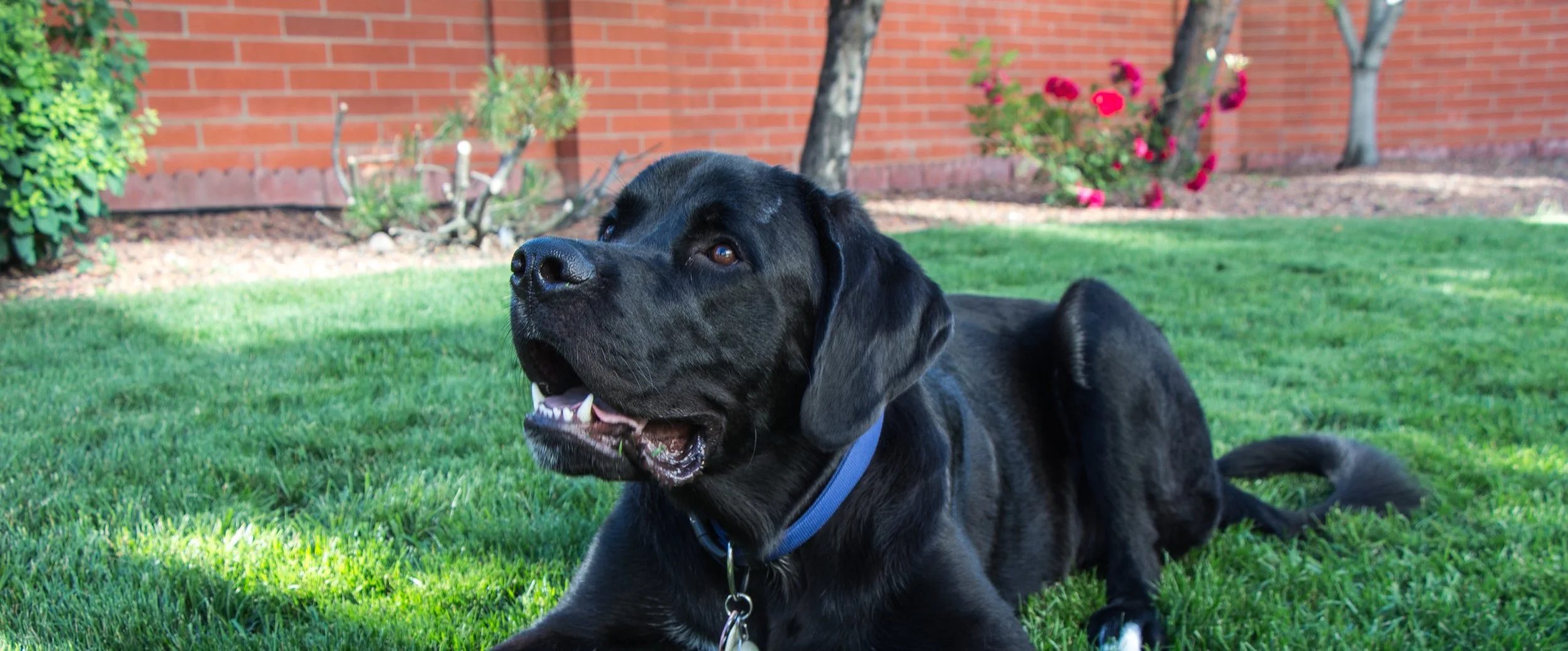 samson-1498049.jpg