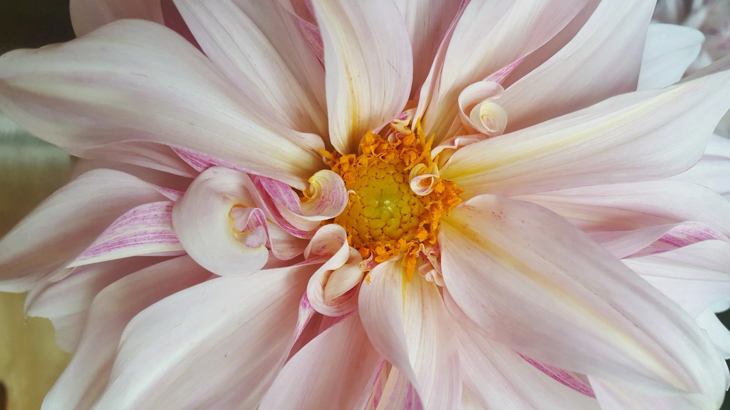 pinkDahlia_closeup.jpg