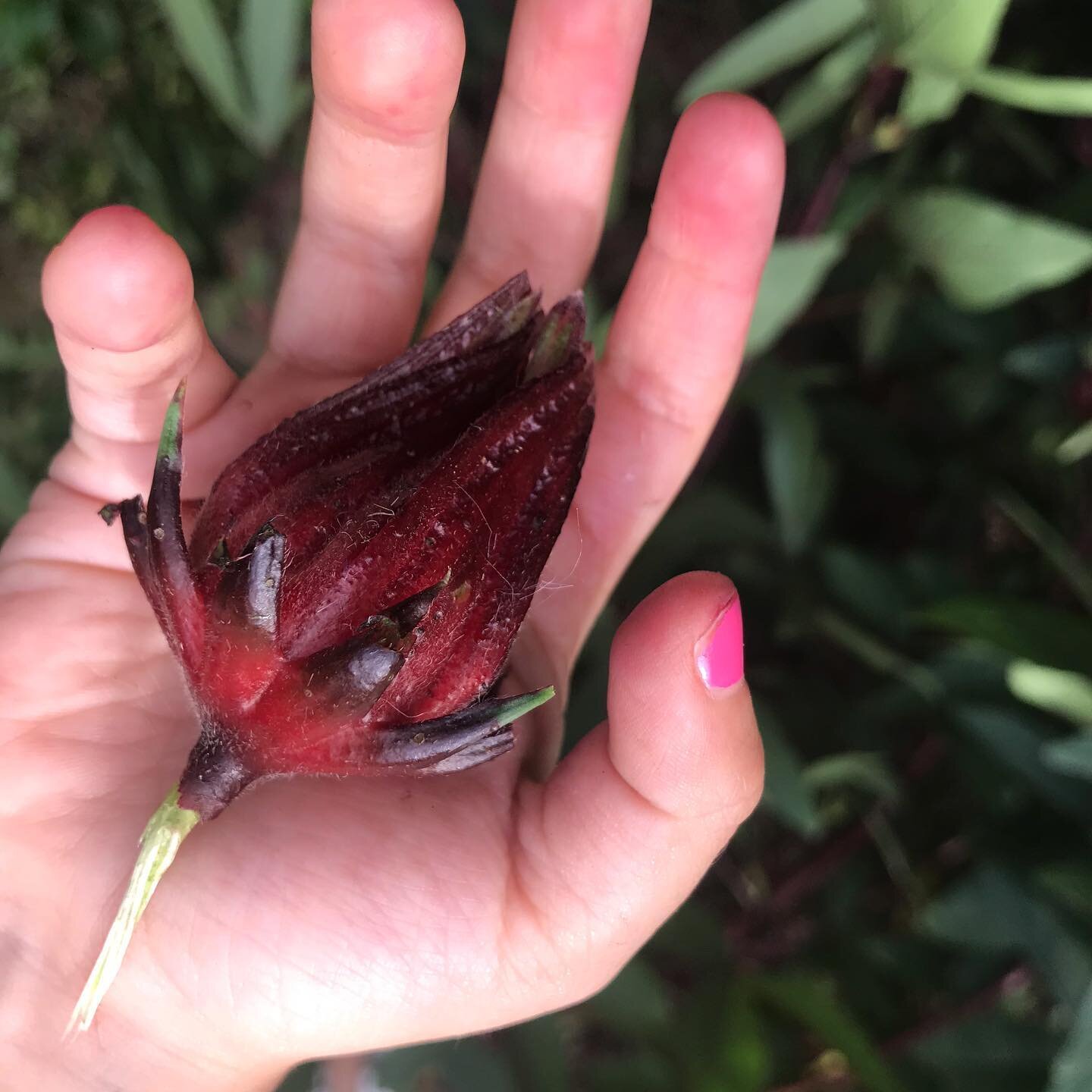 Fall harvests of roselle and hawthorn. #daoistdrops