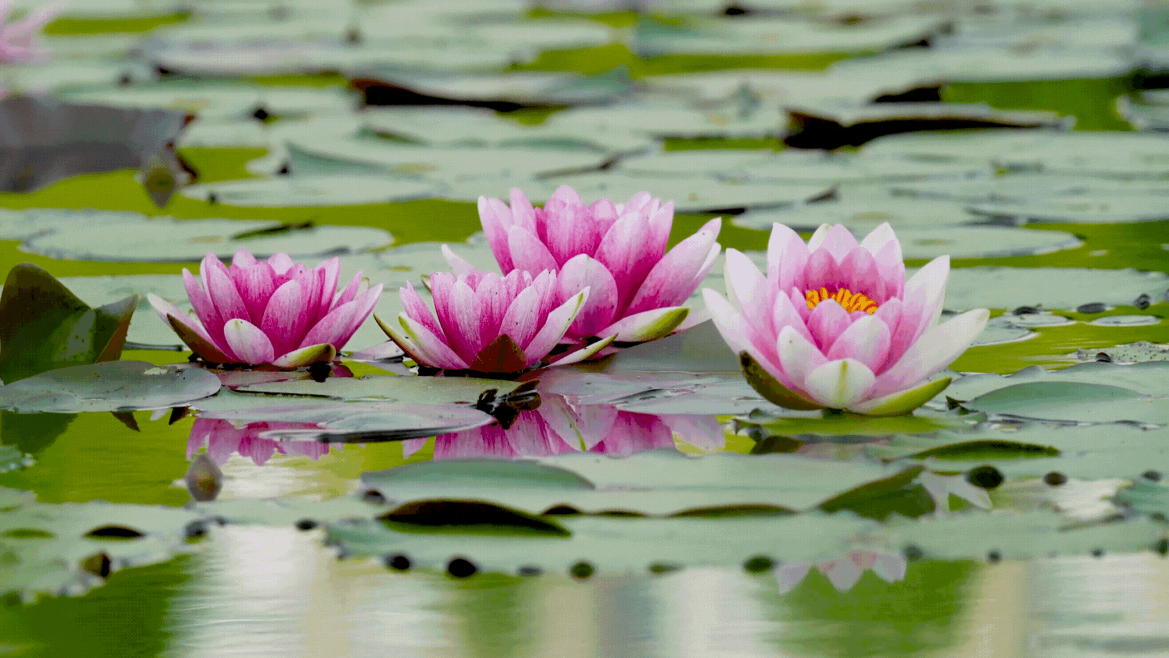 Beer Miriam Banner.gif