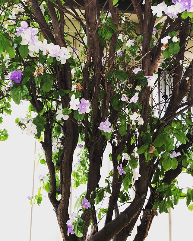 I love this impossible tree. It is always covered with purple and white flowers and I just don&rsquo;t understand it! How tree? How?

Still here and cheering for you. Still finding ways to sneak in sugar with minimal effort. Still stealing time for m
