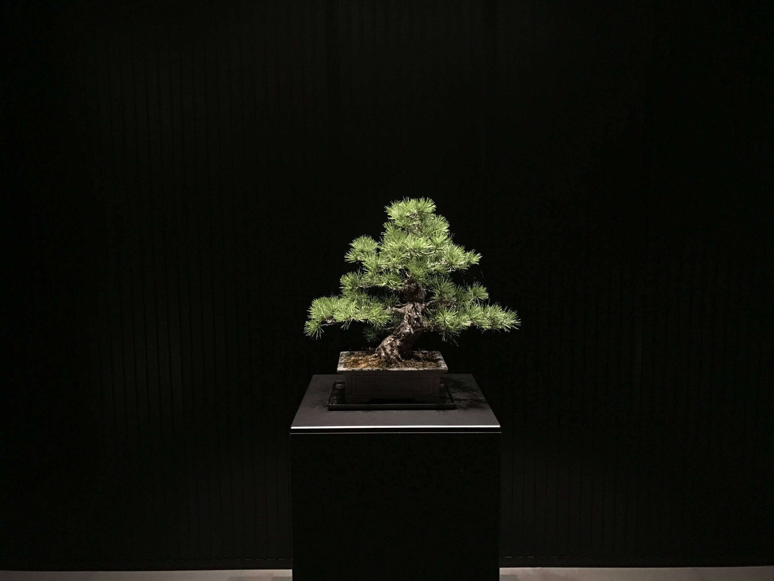 Kyoto: Modern Thriving in an Ancient City