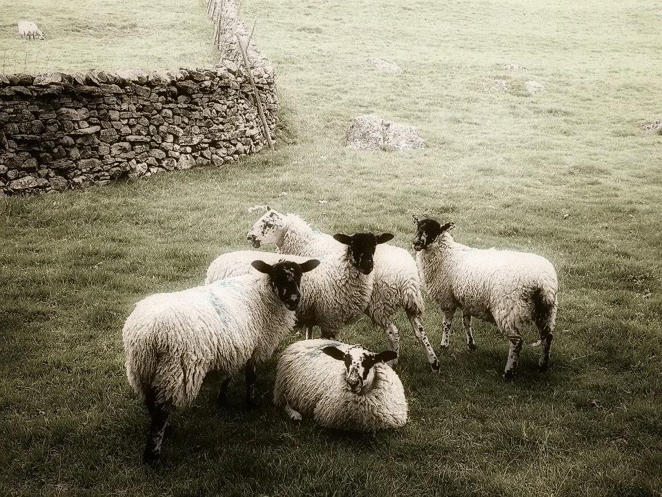 photogenic-sheep-in-swaledale-02.jpeg