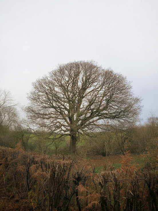 'My' oak, now almost entirely bare of leaves, but looking wonderful to me at least.