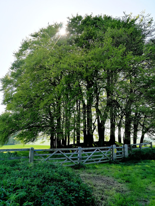Walking back towards The Ridgeway even small copses of trees turn out to be guarding ancient burial mounds. The air was tingling.