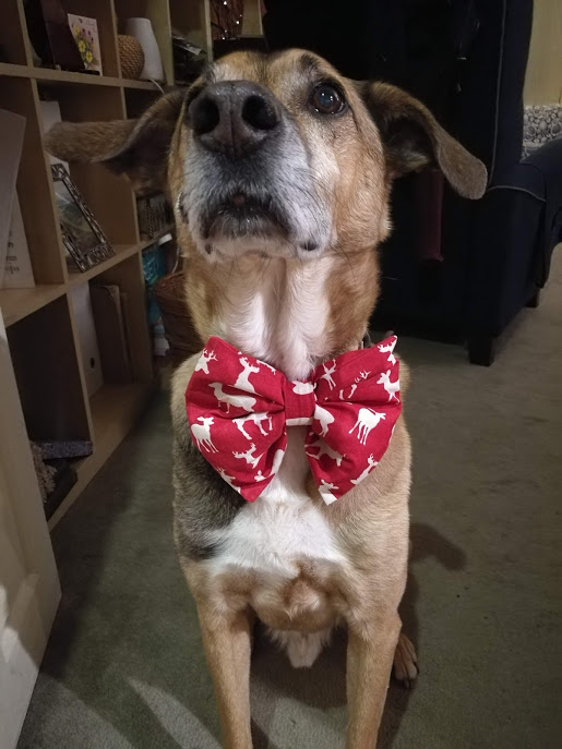 Who’s a handsome boy then?
