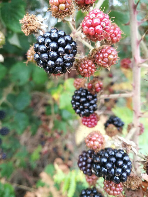 IMG_20190910_090317.jpg