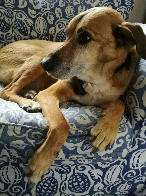 The Delinquent Dog supervising events.