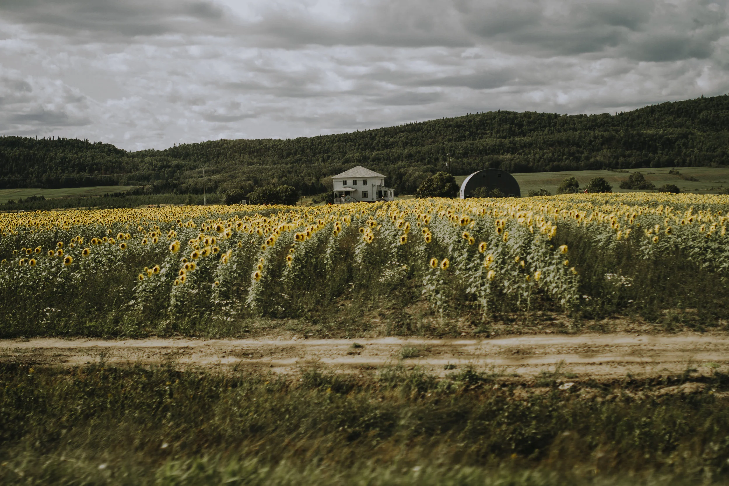 Gaspésie-951.jpg