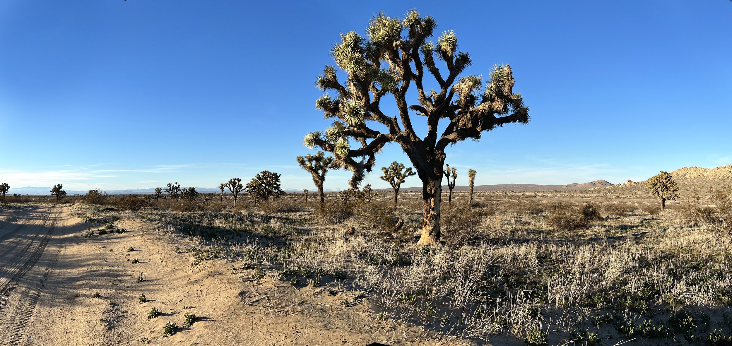 IMG_4353 Panorama.jpg