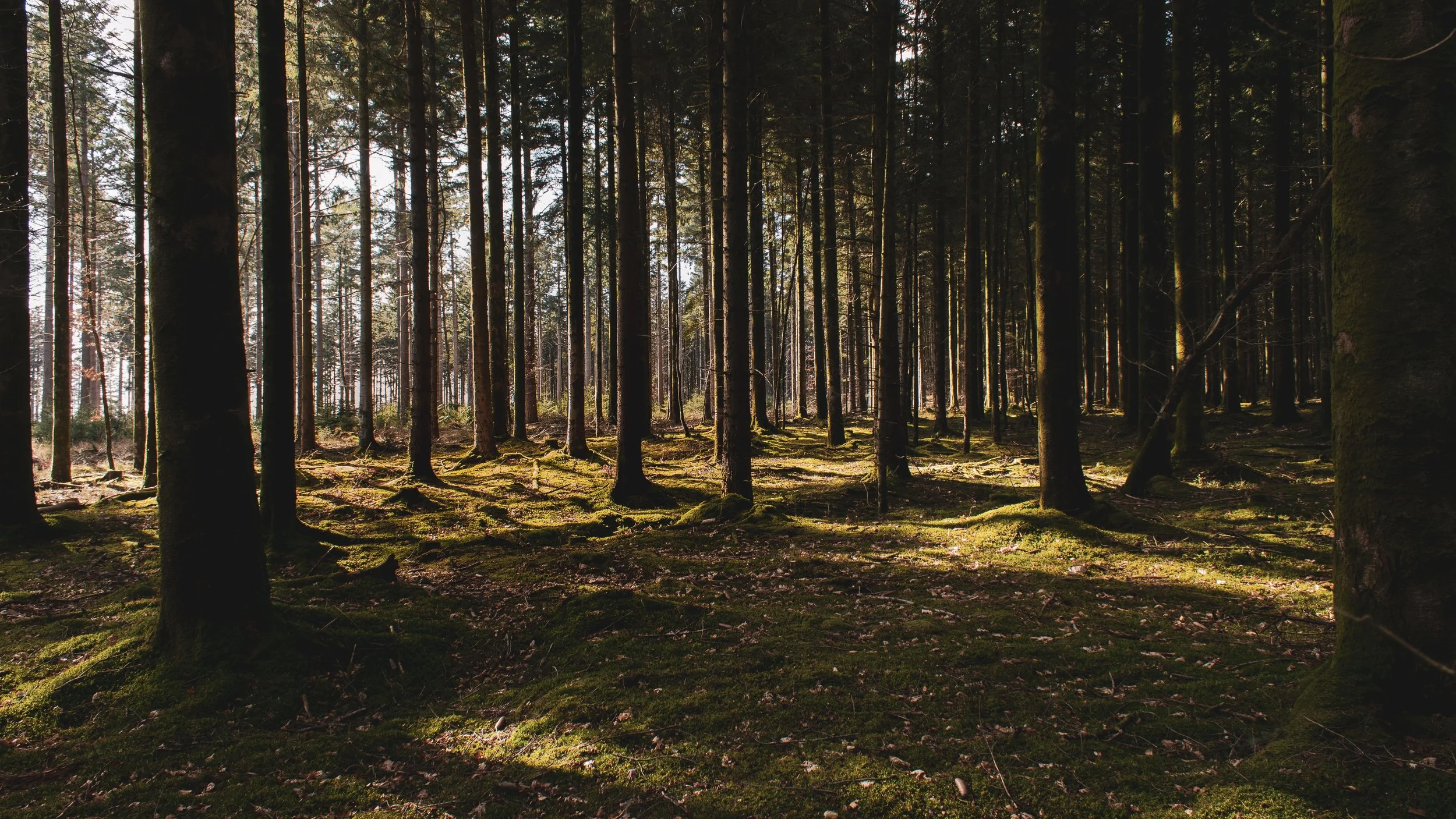 Between the Forest and the Trees