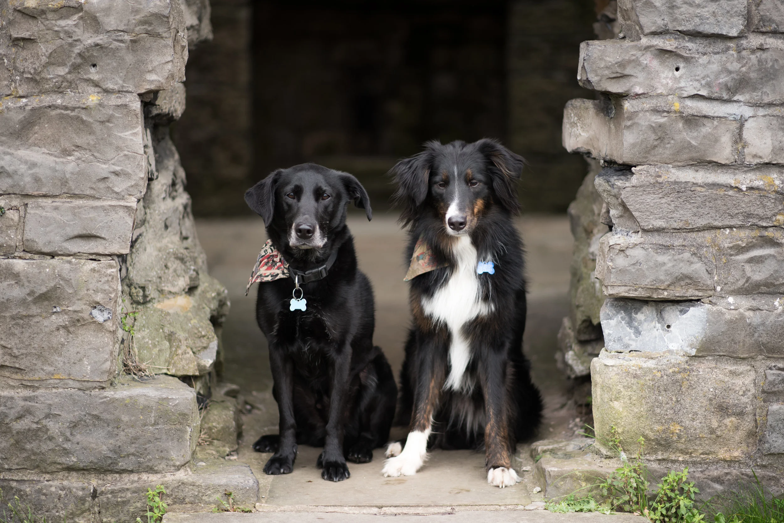 Pet photographer