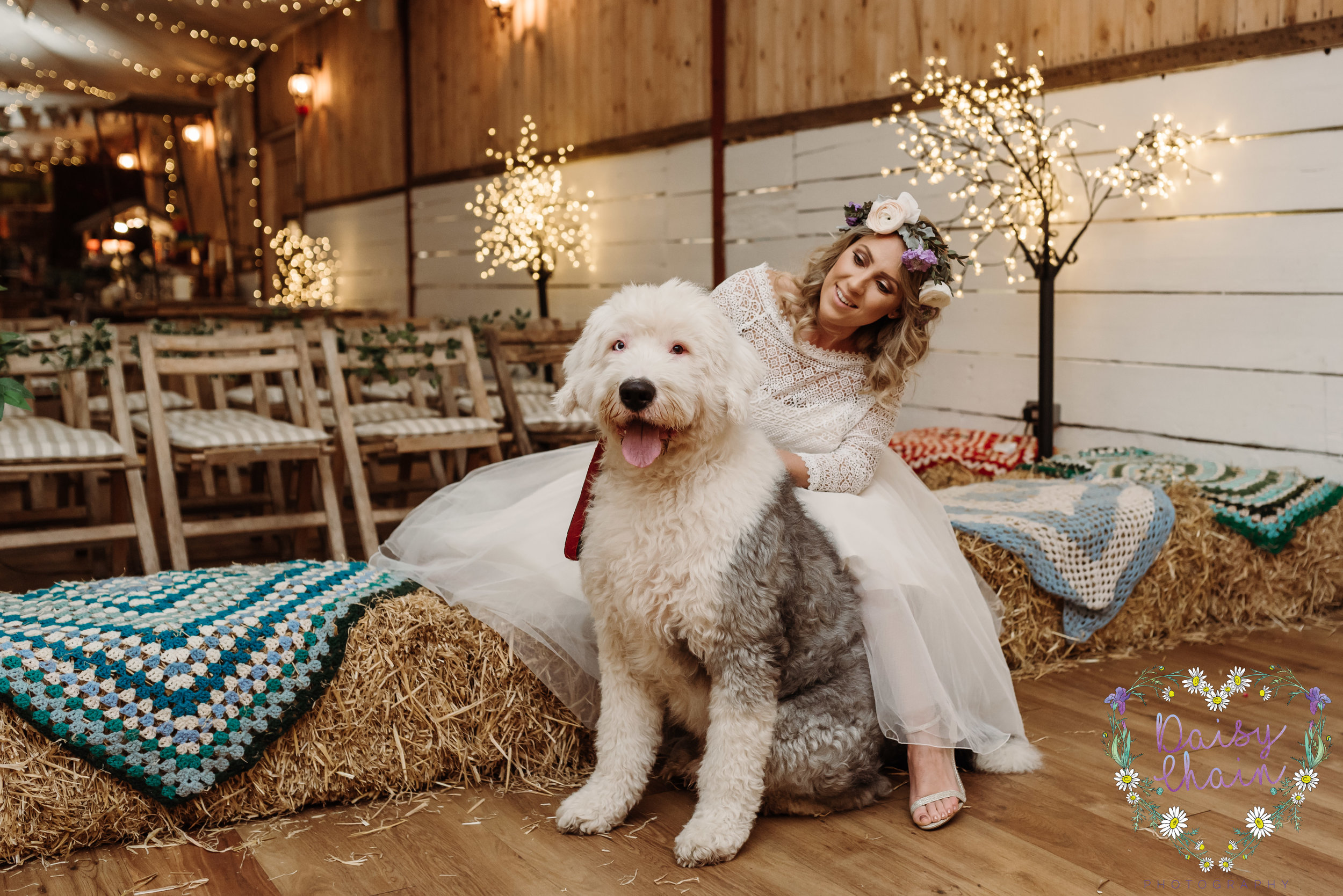 Dogs at weddings - old english sheepdog