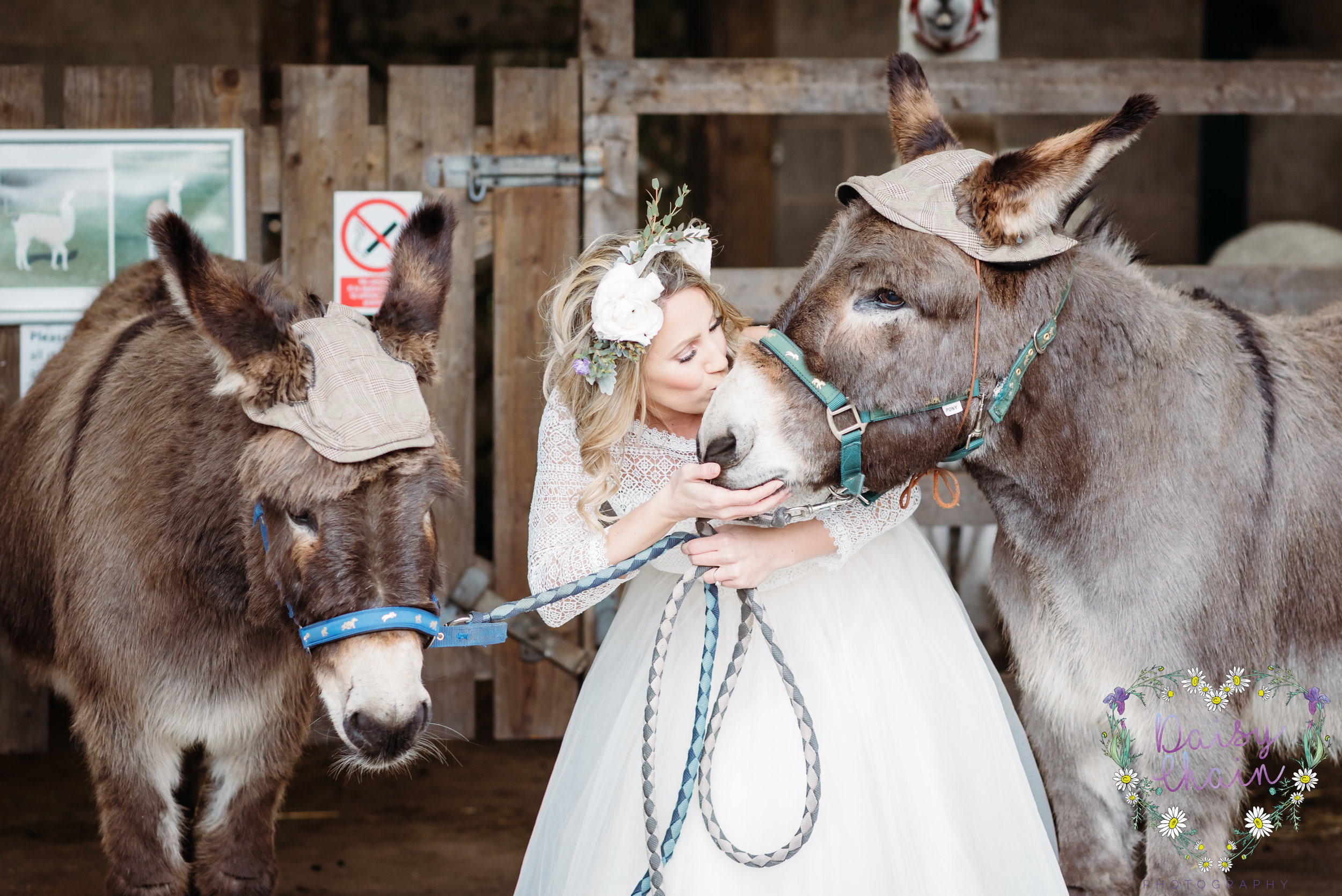 wedding donkeys - lancashire