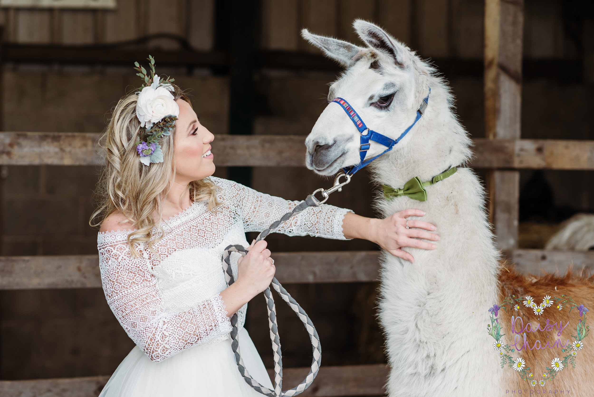 Llamas at weddings - lancashire