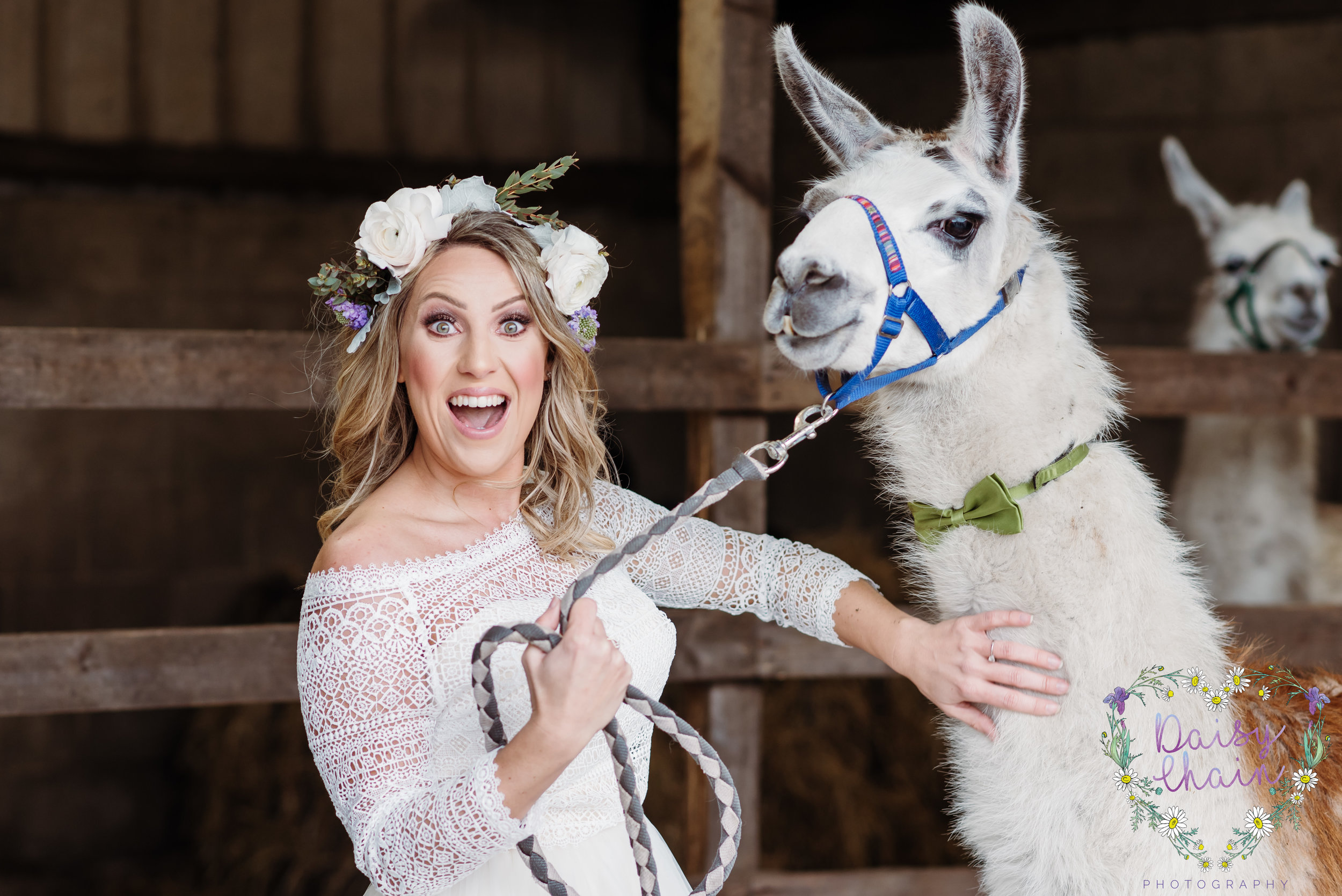 Outdoors wedding with Llamas