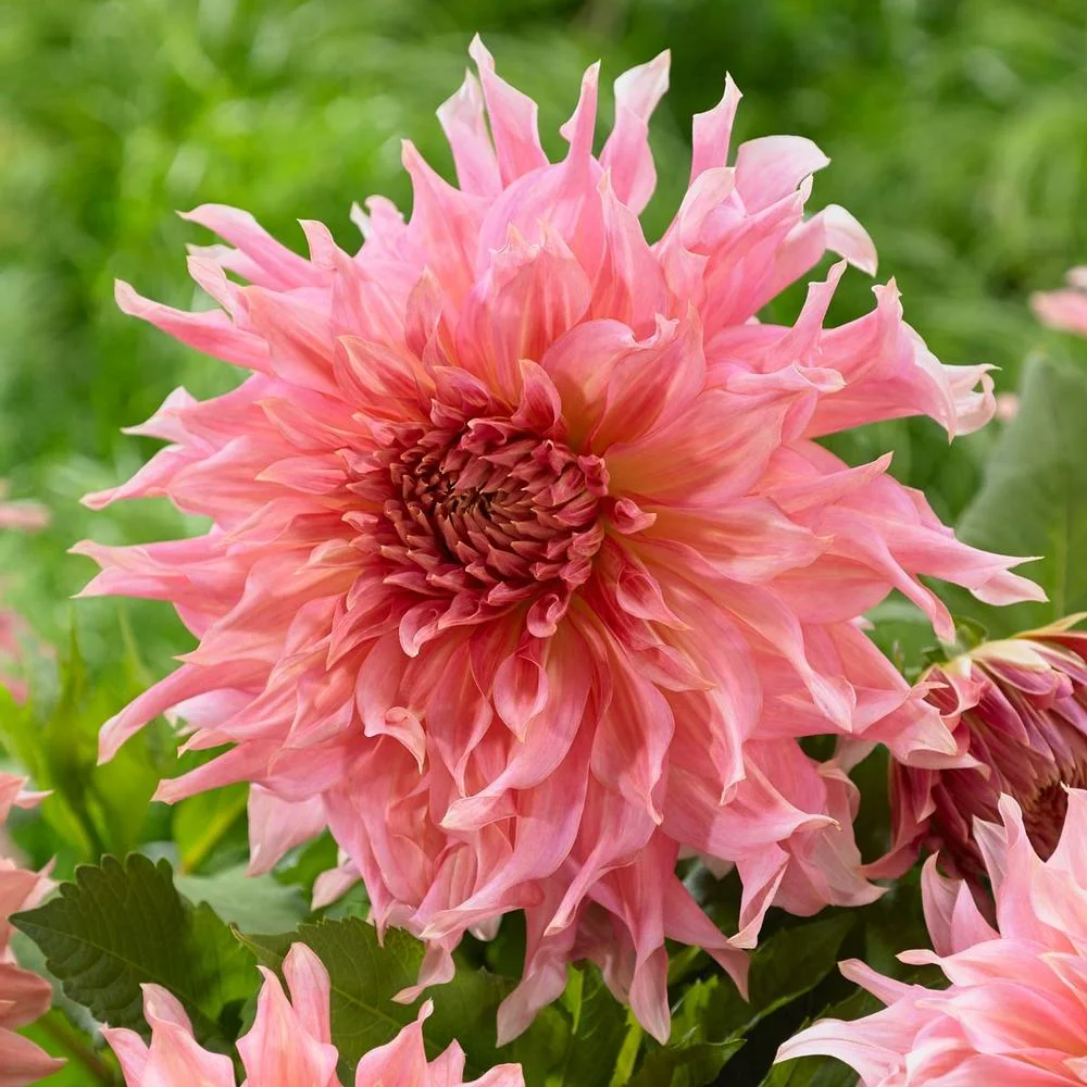 Dahlia 'Penhill Watermelon'