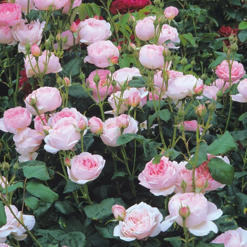 'Scepter'd Isle' rose. Photo credit: davidaustinroses.com