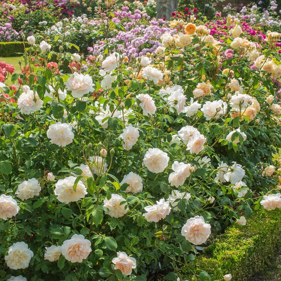 'Claire Austin' rose. Photo credit: davidaustinroses.com