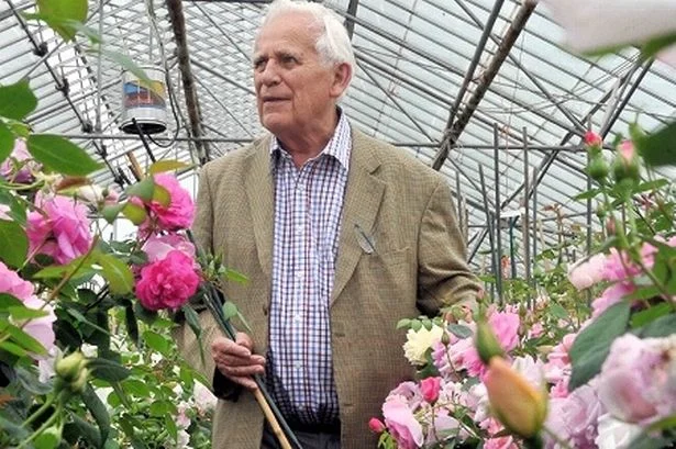 David Austin. Photo credit: davidaustinroses.com