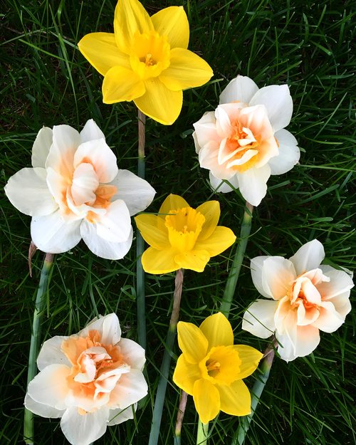 'Pink Champagne' and 'Dutch Master' daffodils