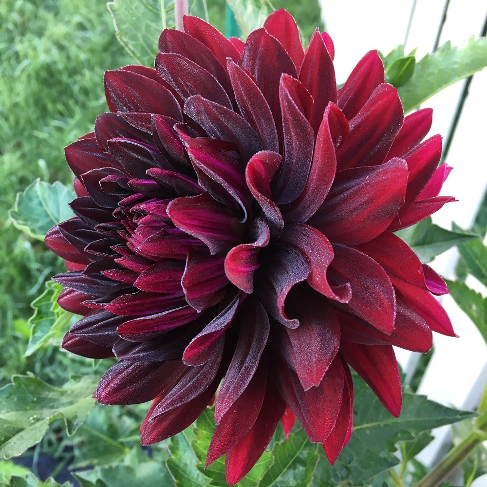 'Hollyhill Black Beauty' dahlia covered in morning dew.