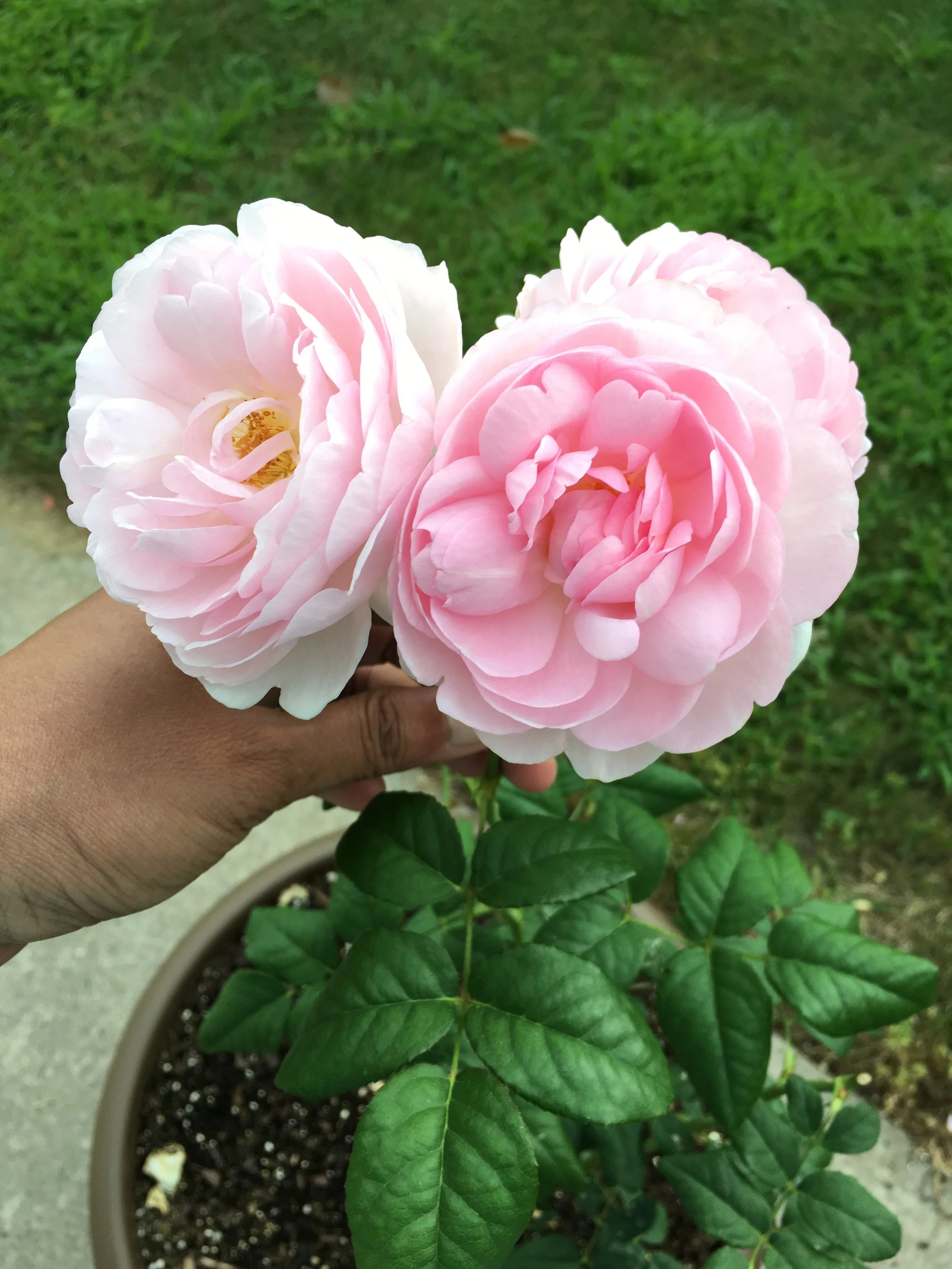rose2.jpg